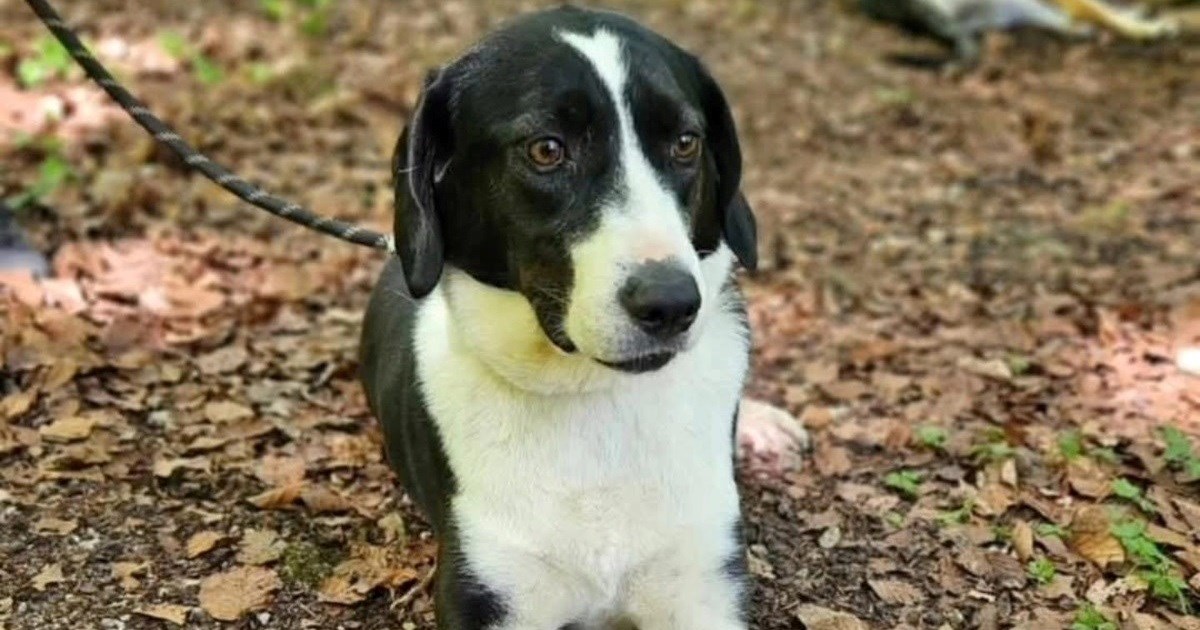 Soul čeka dom već dvije i pol godine. Možete li joj ispuniti želju?