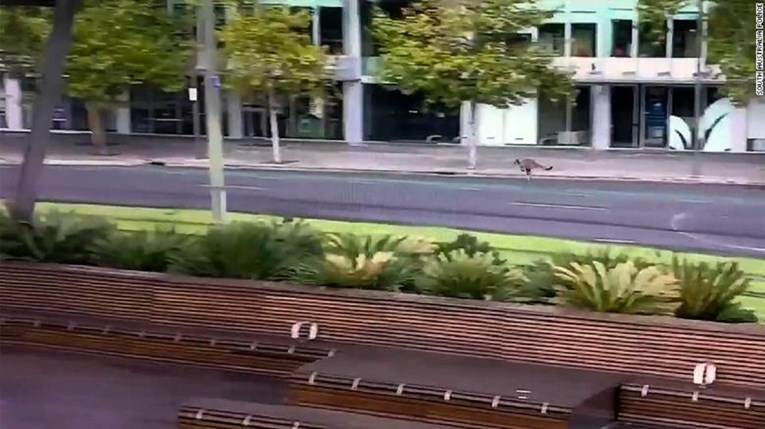 Jedan od najvećih australskih gradova toliko je prazan da je u centru snimljen klokan