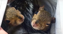 Spasila je dvije bebe vjeverice, nije imala pojma da će jedna biti jako posebna