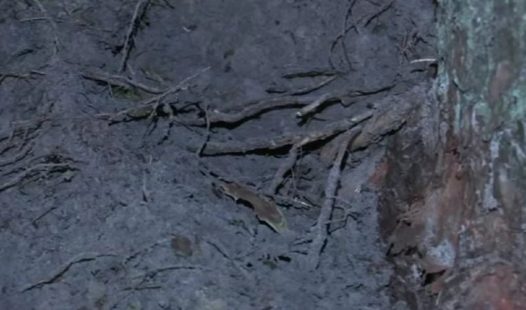 Udar munje u SAD-u: Poginuo muškarac, 13 ozlijeđenih, četvero djece u bolnici