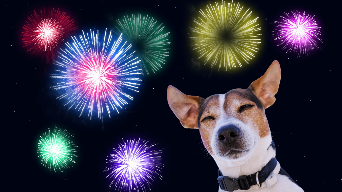 Petarde mogu izazvati srčani udar kod pasa, naučite im ublažiti strah