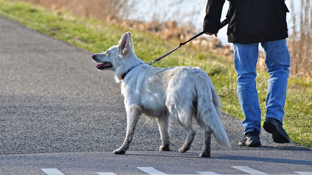 One koji pse u šetnju ne vode svaki dan očekuje velika kazna