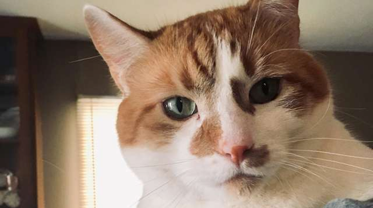 Obitelj na vratima doma ima urnebesno upozorenje zbog svog lukavog mačka
