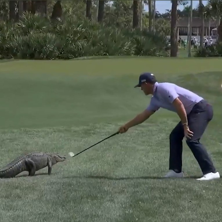VIDEO Aligator došao na golf teren, golfer ga otjerao palicom