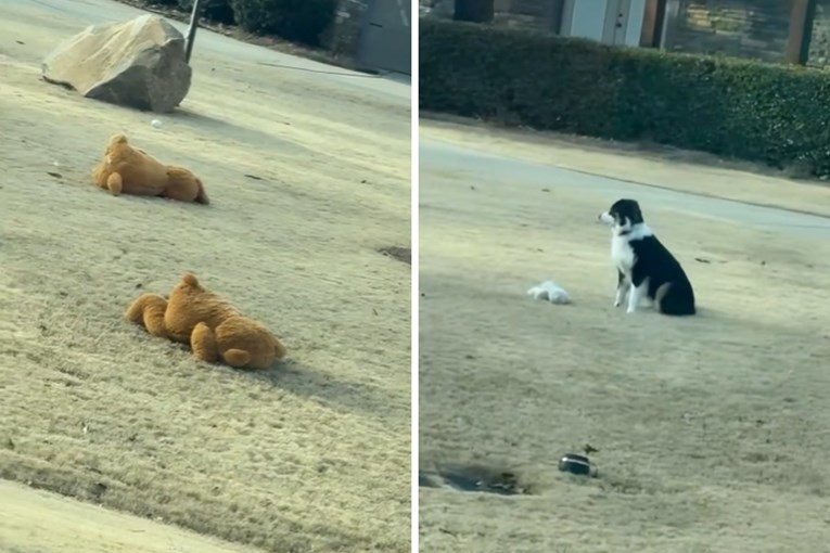 Border collie postao hit jer "čuva" stado plišanih igračaka