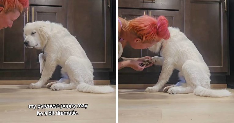 Pirinejski planinski pas odglumio ozljedu šape, razlog će vas nasmijati