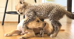 Nerazdvojni prijatelji: Gepard i pas jedan drugome spasili živote