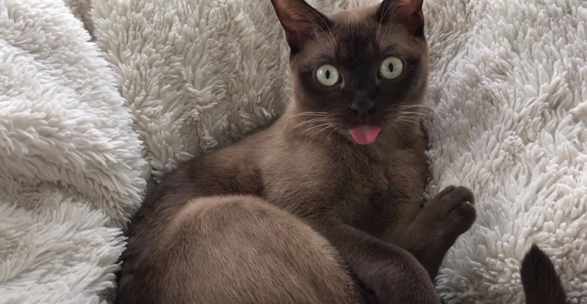 Mačke koje pokazuju jezik omiljena su nam stvar na internetu: Saznajte zašto
