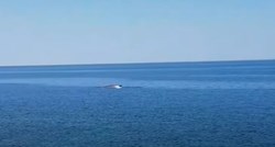 "My God, look at the size of that thing": A fin whale was filmed near Peljesac