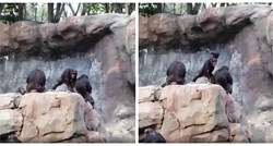 Majmun gađao publiku kamenjem, evo kako mu je njegova majka uzvratila