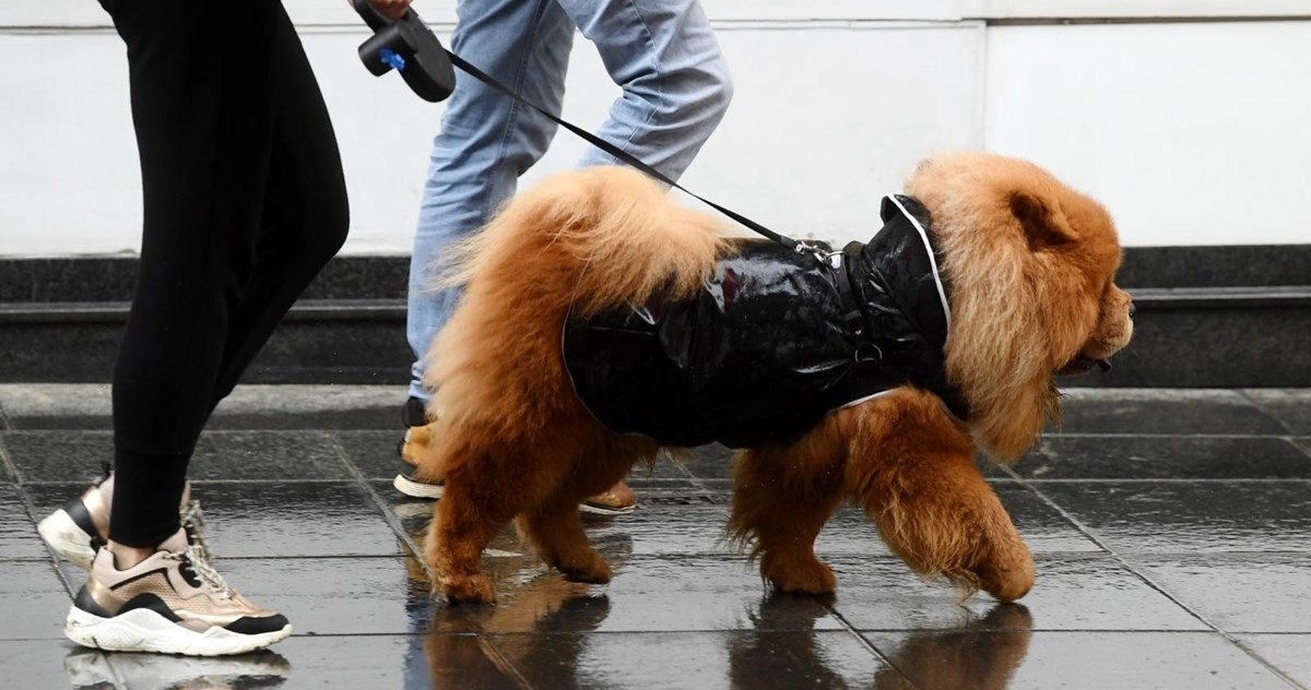 Preslatki Chow Chow ponosno prošetao centrom Zagreba u modernoj kabanici