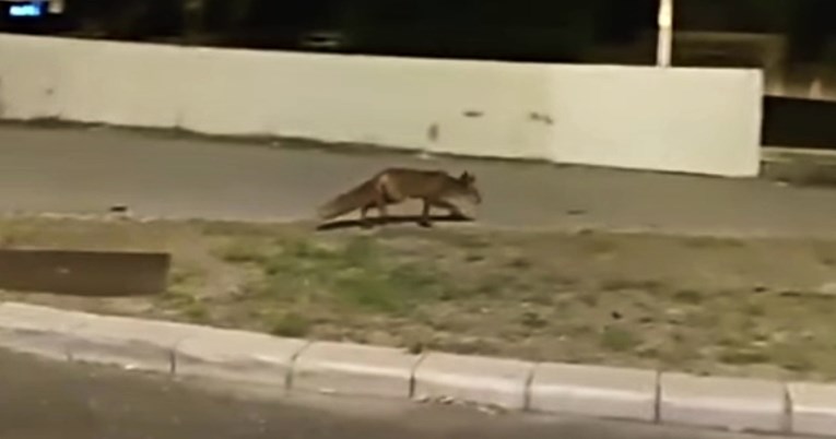 VIDEO Splićane iznenadila životinja koja noću šeta gradom: "Zna li joj mama gdje je?"