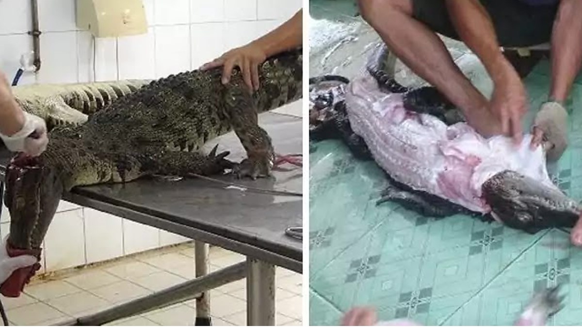 UZNEMIRUJUĆE: Video skidanja kože živim krokodilima radi torbice Louis Vuitton šokirao je svijet