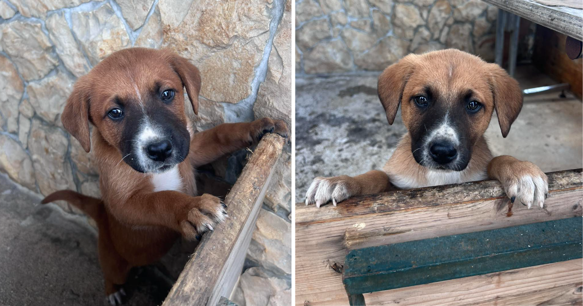 Vatrogasci iz Primoštena na cesti našli dvije umiljate kujice: "Tražimo im novi dom"