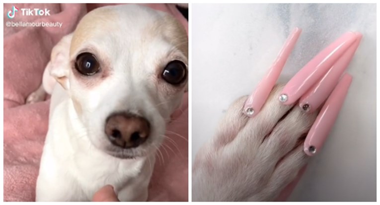 Vlasnica psu zalijepila umjetne nokte i izazvala podijeljene reakcije na internetu