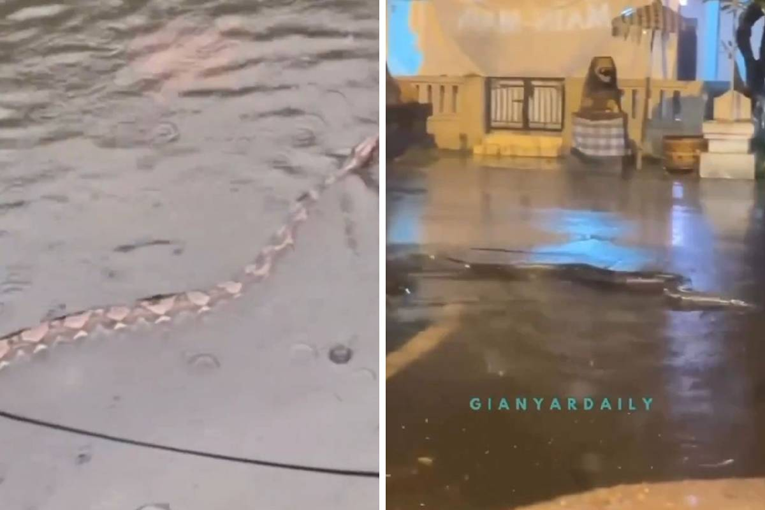 VIDEO Goleme zmije plivaju ulicama na Baliju