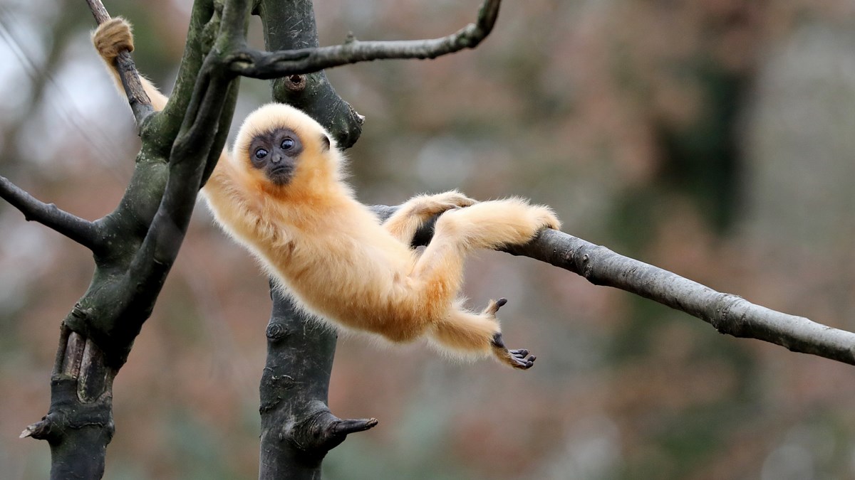 Međunarodni dan timaritelja u petak u zagrebačkom ZOO-u