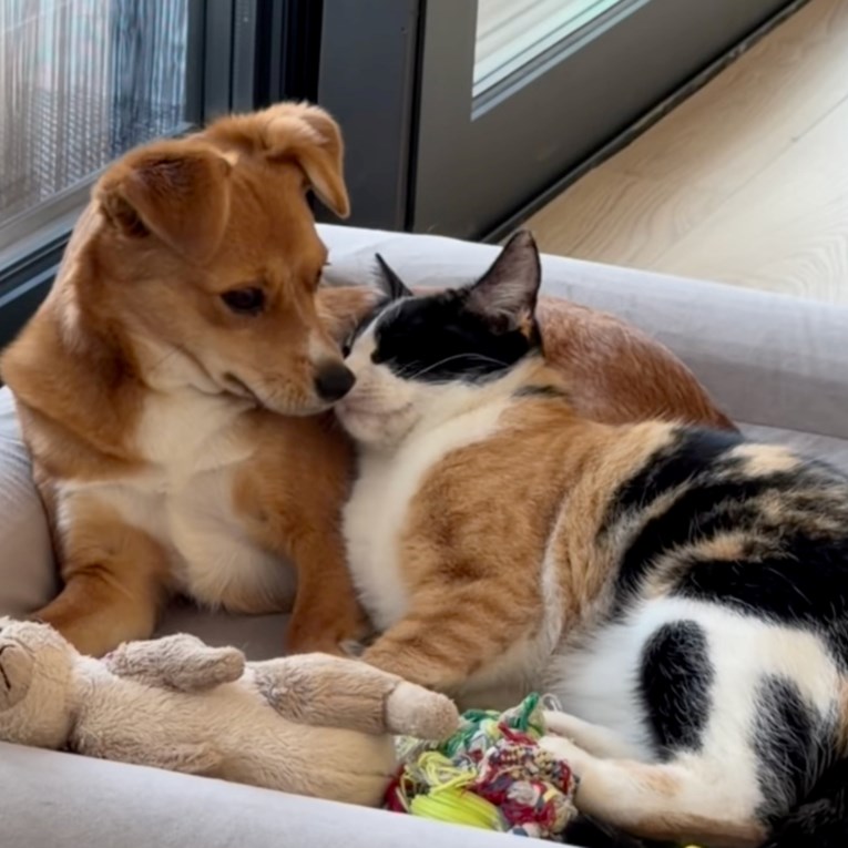 Mačka odabrala svoje sigurno mjesto, a od prizora bi vam mogle zasuziti oči