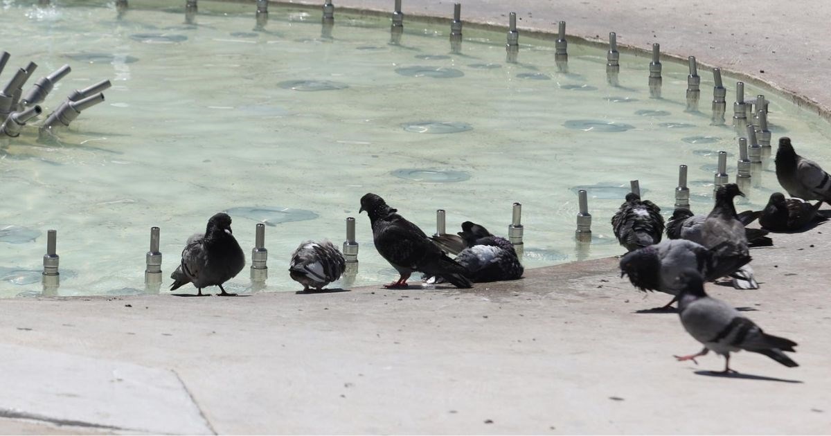 Fotka dana: Golubovi se okupili kod vodenog sata u Šibeniku i pili vodu