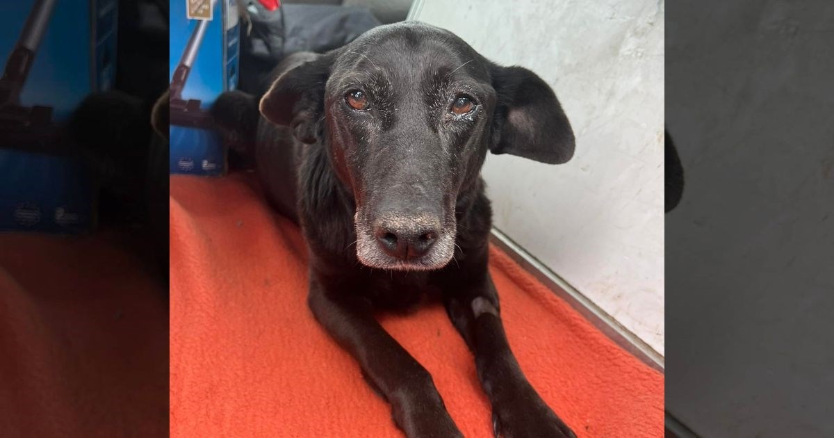 Maja već deset godina traži dom. Potrebna joj je adekvatna briga i puno ljubavi