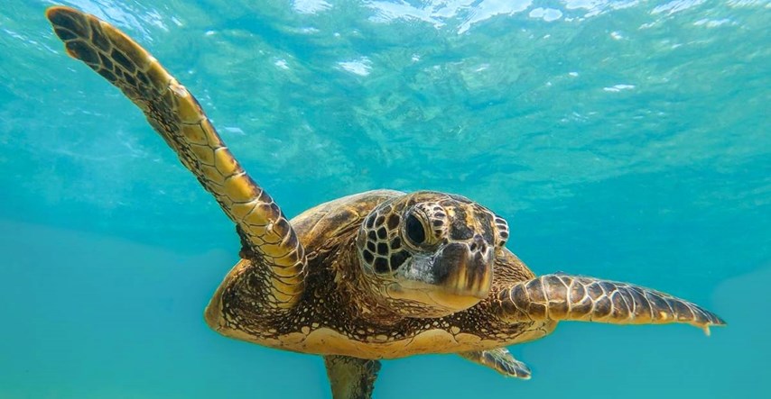 U Japanu pronađeno 30 ugroženih kornjača s prerezanim vratovima