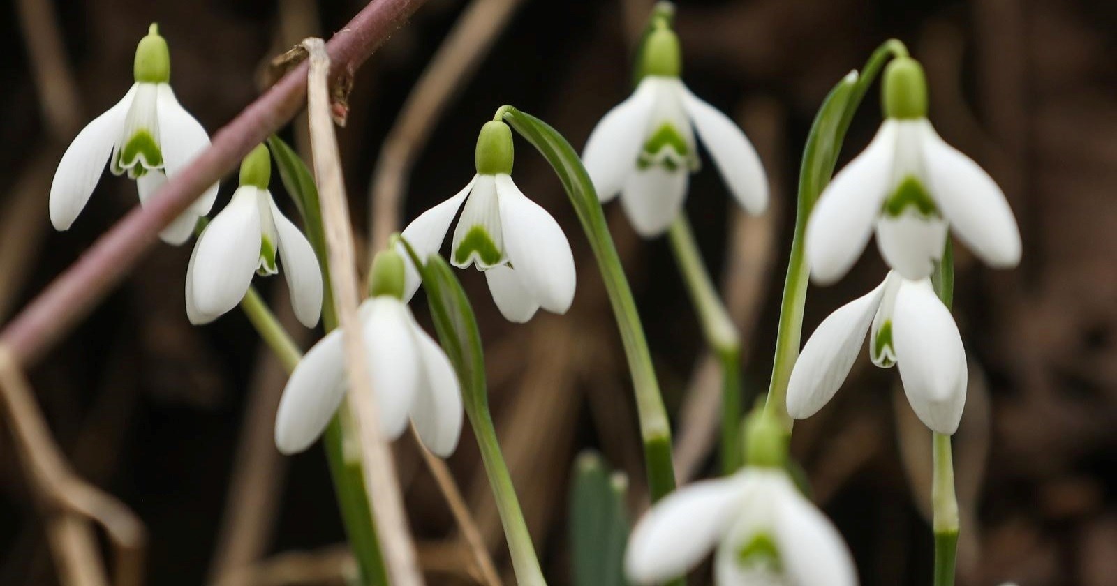 FOTO I VIDEO Prve ovogodišnje visibabe procvjetale u Zagrebu