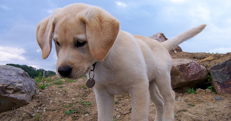 Veterinar dijeli pet pasmina pasa koje nikada ne bio imao, na popisu je i labrador