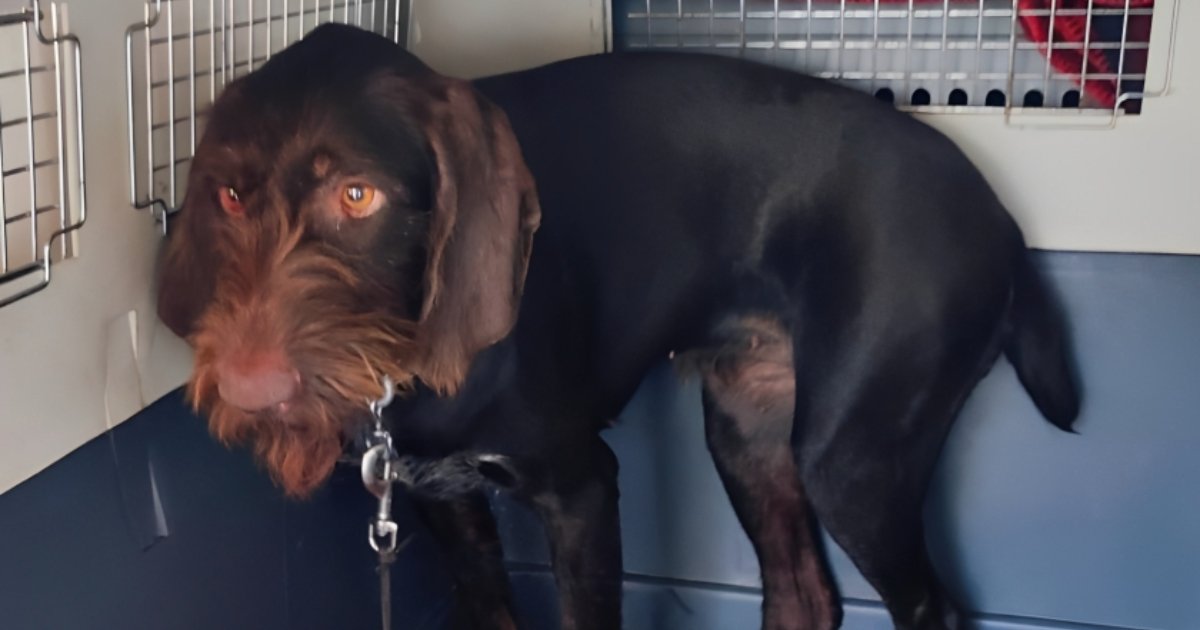 Ostavio kujicu u vrućem autu na Laništu. Psa spasili prolaznici, vlasnik u pritvoru