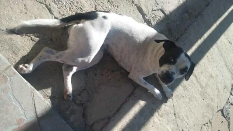 Tužan kraj potrage: Kujica iz Bjelovara pobjegla zbog petardi, pronađena mrtva