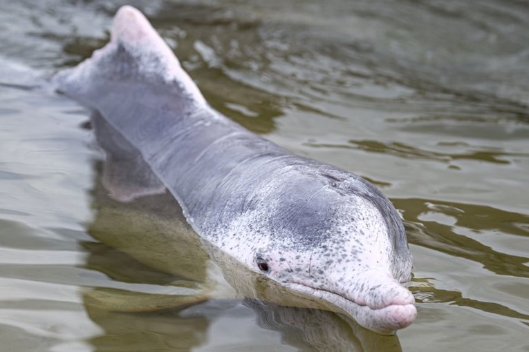 U mozgovima dupina našli elektronički otpad s ekrana. "Znak za uzbunu i za ljude"