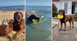 Simpatični labrador snimio kako provodi dan na plaži: Red kupanja, red sunčanja
