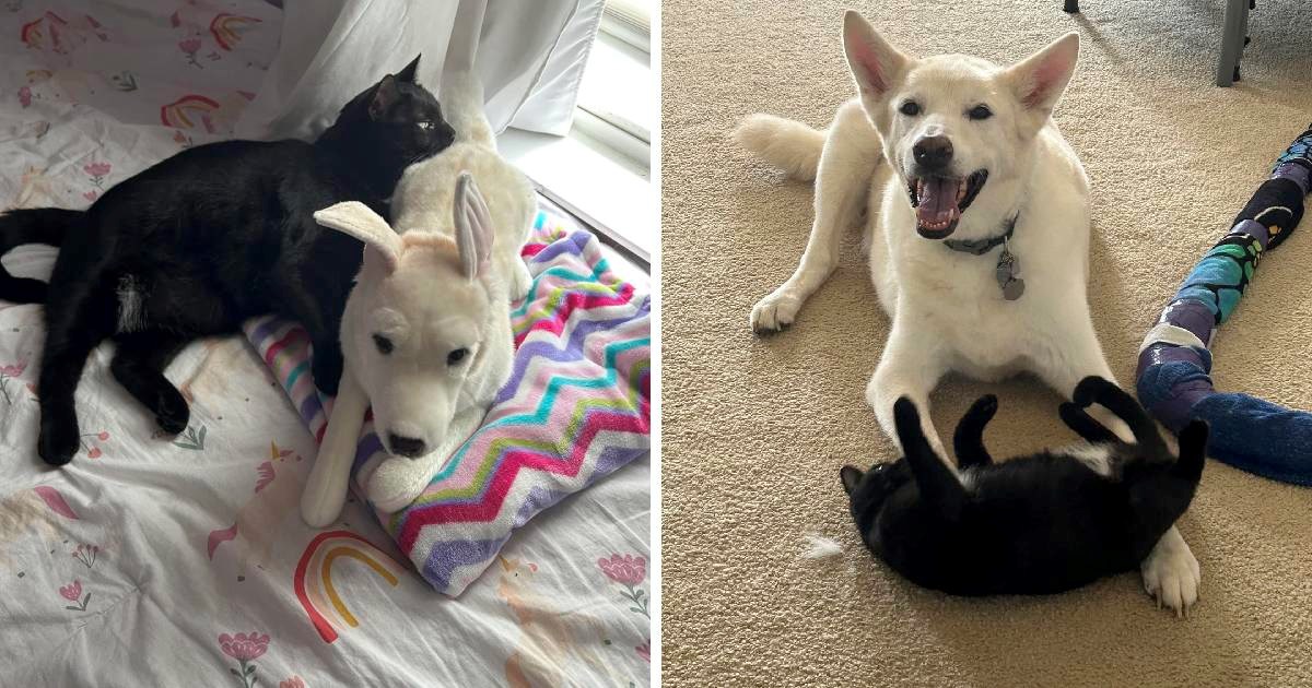 Dirljiv prizor: Mačka spava na plišancu koji izgleda kao pas koji je uginuo