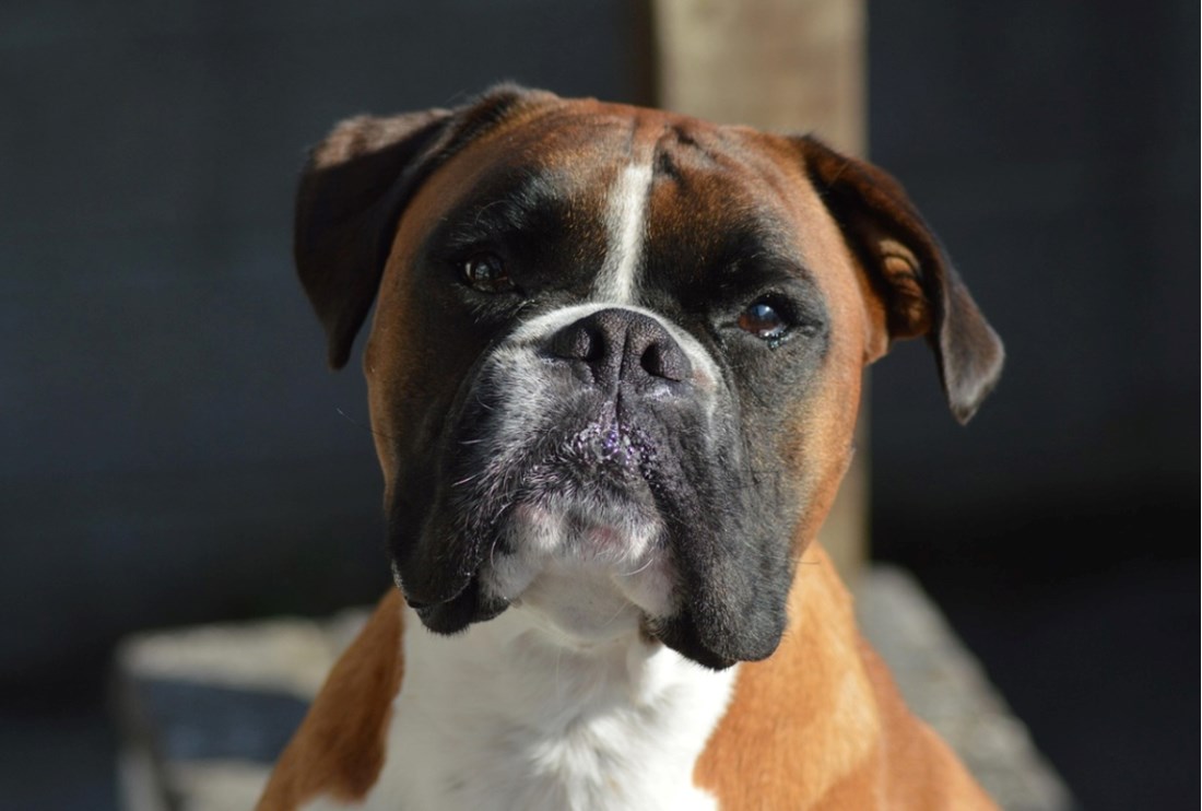 Veterinar otkriva: Ovo su najopasnije fizičke osobine kod pasa