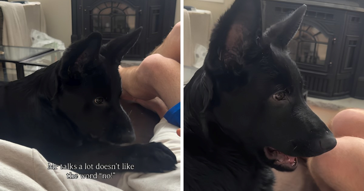 Njemački ovčar se "svađa" s vlasnicima kad mu kažu "ne", pogledajte video