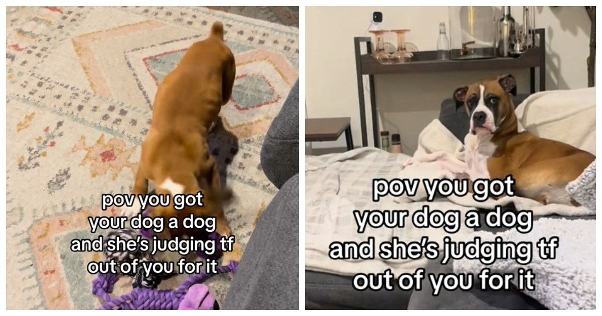 Žena nabavila novog psića, starija kujica joj jasno dala do znanja što misli o tome