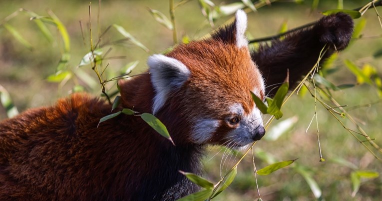 Njemački zoološki vrt nakon potrage pronašao nestalu pandu