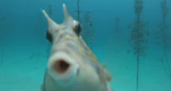 Riba pronašla kameru u moru, ono što je napravila sve je oduševilo