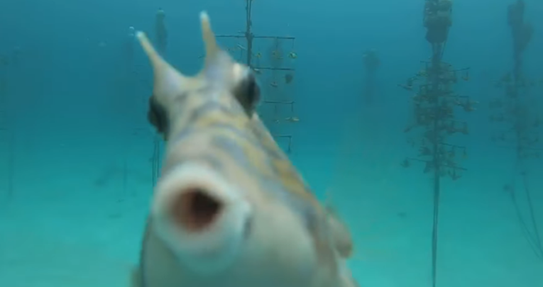 Riba pronašla kameru u moru, ono što je napravila sve je oduševilo