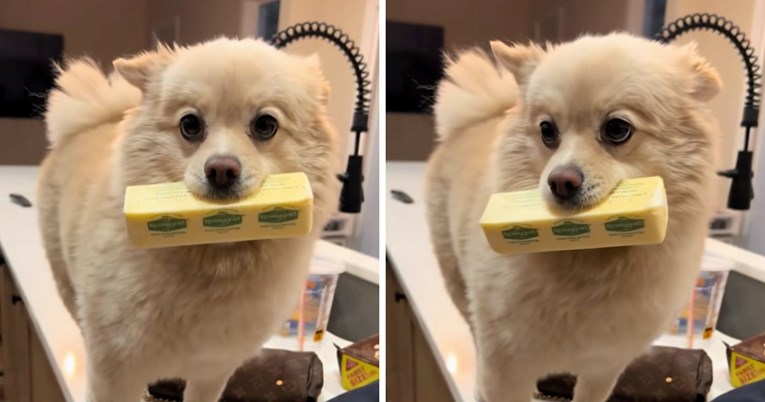 Preslatki kradljivac maslaca osvojio internet, snimka će vas nasmijati