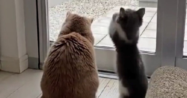 VIDEO Ove mačke su prvi put vidjele kako pada snijeg. Njihova reakcija je preslatka