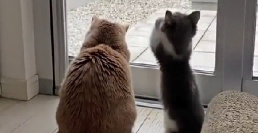 VIDEO Ove mačke su prvi put vidjele kako pada snijeg. Njihova reakcija je preslatka