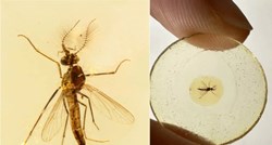 Najstariji fosil komarca iznenadio znanstvenike