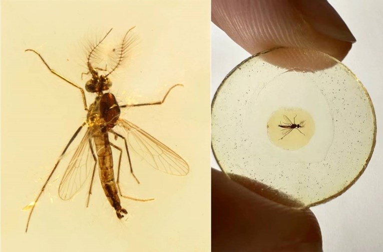 Najstariji fosil komarca iznenadio znanstvenike: "Ovo je veliko otkriće"