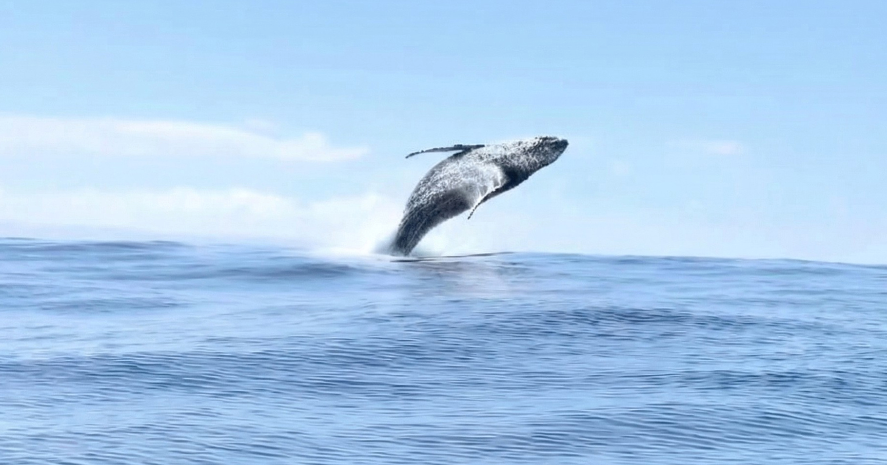 Veličanstvena snimka s Havaja: Tri kita iskaču iz mora jedan za drugim
