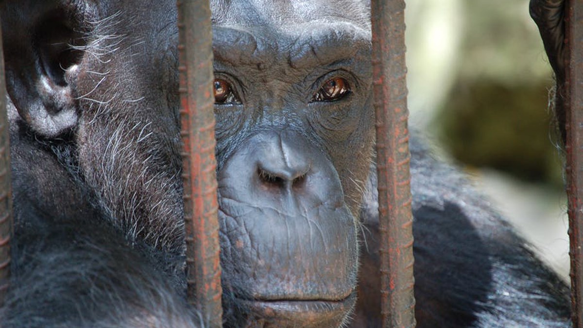 Čimpanze puštene iz laboratorija prvi put uživaju u igri i novim okusima