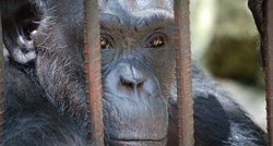 Čimpanze puštene iz laboratorija prvi put uživaju u igri i novim okusima