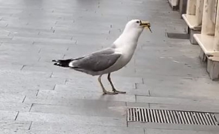VIDEO Galeb na ulici u Rimu progutao čitavog štakora