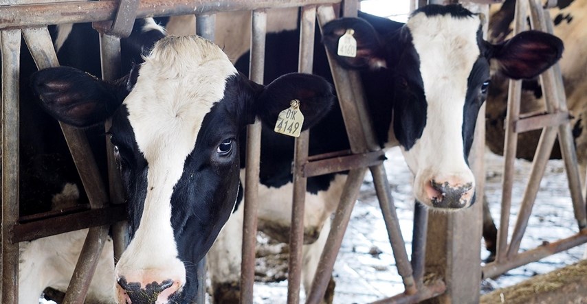 Novi Zeland odgodio uvođenje poreza na podrigivanje krava i ovaca