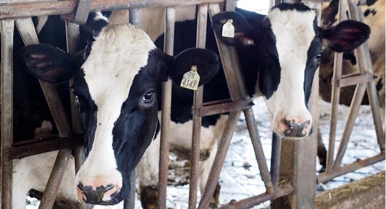 Novi Zeland odgodio uvođenje poreza na podrigivanje krava i ovaca