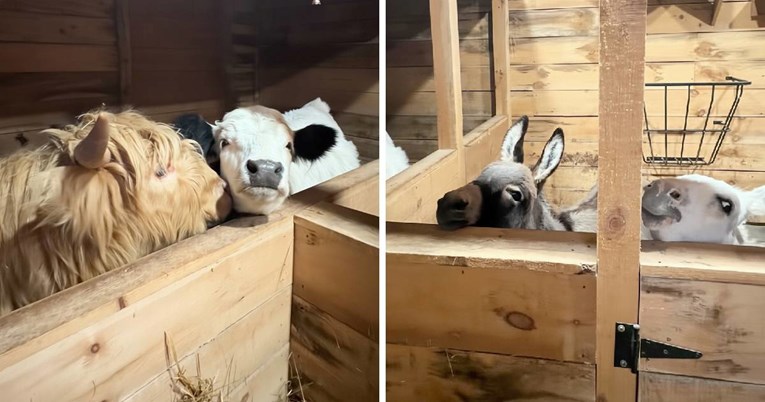 Krave i magarci svake večeri čekaju red za poljubac, internet oduševljen